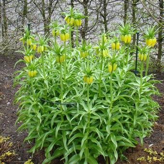 Fritillaria imperialis