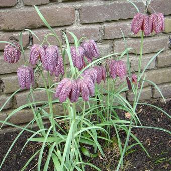 Fritillaria meleagris