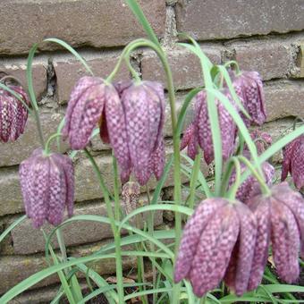 Fritillaria meleagris