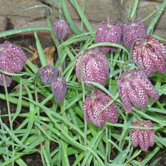 Fritillaria meleagris