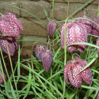 Fritillaria meleagris