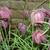 Fritillaria meleagris