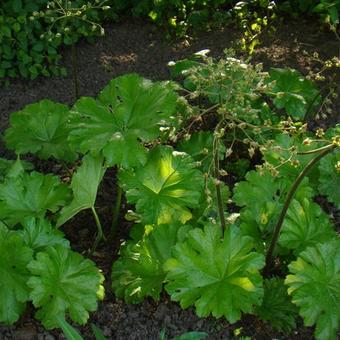 Darmera peltata