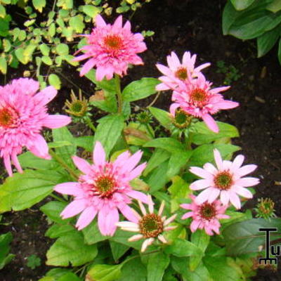 Echinacea purpurea 'Pink Double Delight' - Echinacea purpurea 'Pink Double Delight'