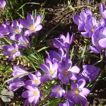 Crocus tommasinianus 'Ruby Giant'