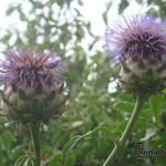 Cynara scolymus 'Cardy' - 