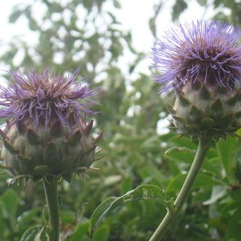 Cynara scolymus 'Cardy'