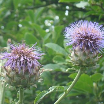 Cynara scolymus 'Cardy'