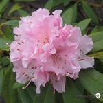 Rhododendron 'Christmas Cheer' - 