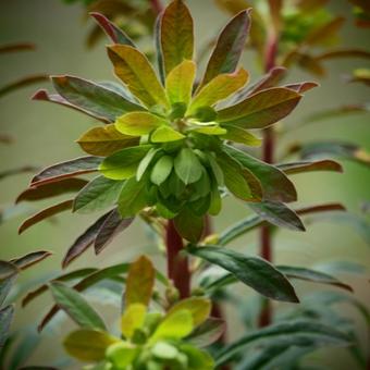 Euphorbia x martinii