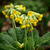 Primula veris