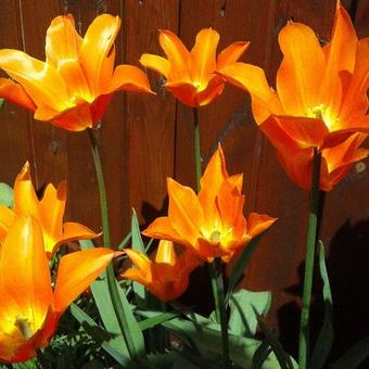 Tulipa 'Ballerina'