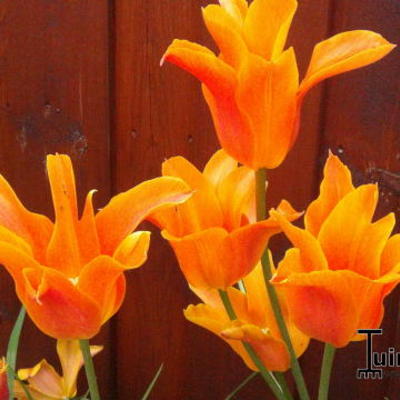 Tulipa 'Ballerina' - 