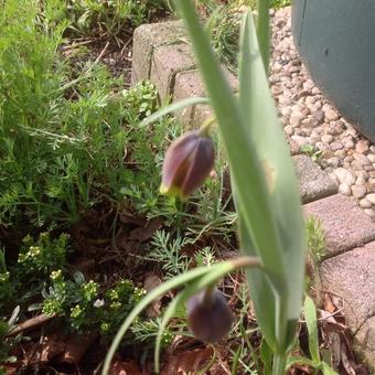 Fritillaria uva vulpis