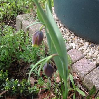 Fritillaria uva vulpis