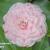 Camellia japonica