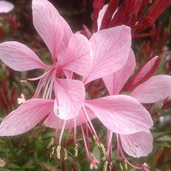 Gaura lindheimeri 'Cherry Brandy'