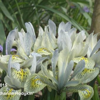 Iris 'Katharine Hodgkin'