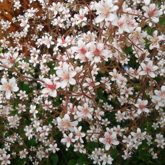 Saxifraga x urbium