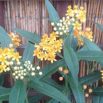 Asclepias tuberosa 'Hello Yellow'