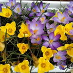 Crocus vernus - 