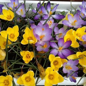 Crocus vernus