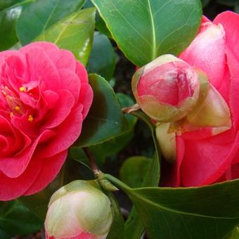 Camellia japonica 'Wildfire'