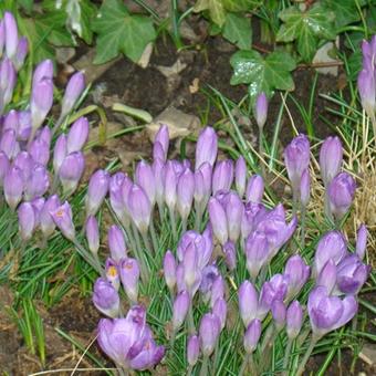 Crocus vernus ’Pickwick’