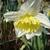 Narcissus 'Ice Follies'