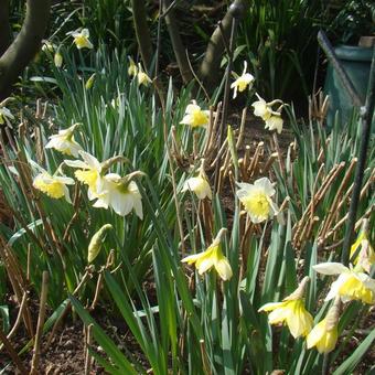 Narcissus 'Ice Follies'