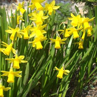 Narcissus 'Tête à tête'