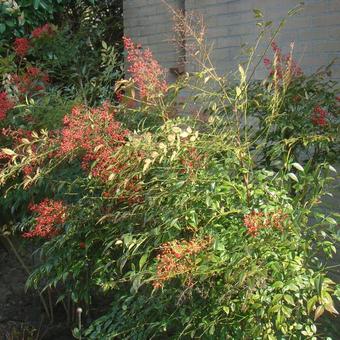 Nandina domestica