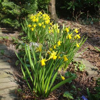 Narcissus 'Tête à tête'