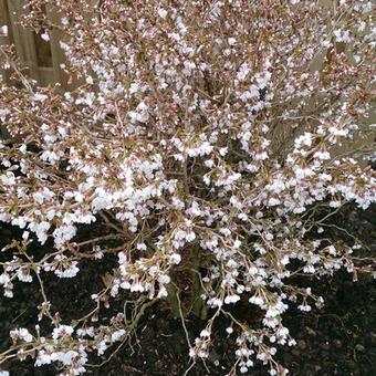 Prunus incisa 'Kojou-no-mai'