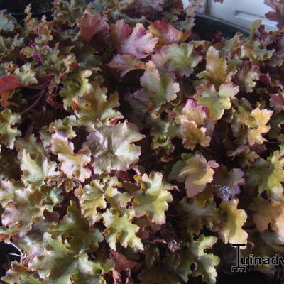 Heuchera 'Peach Flambé' - Heuchera 'Peach Flambé'