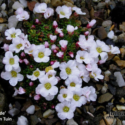 Saxifraga 'Teide' - 