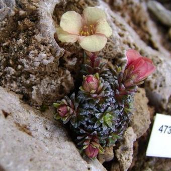 Saxifraga x anglica 'Amberglow'