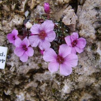 Saxifraga 'Pink Diamond'