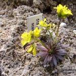 Draba lasiocarpa - 