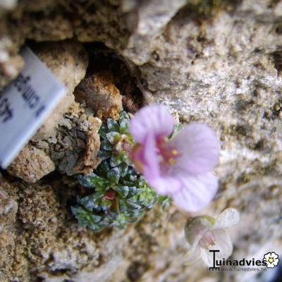 Saxifraga x cimgani 'Harry Smith' - 