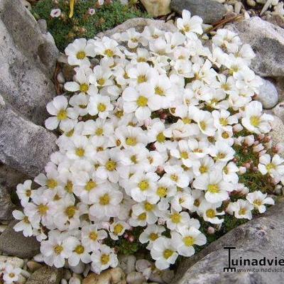 Saxifraga 'Cumulus' - 