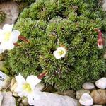 Saxifraga x petraschii 'Dulcimer' - 