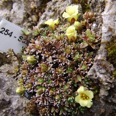 Saxifraga x quagrata 'Sirius Alfa' - 