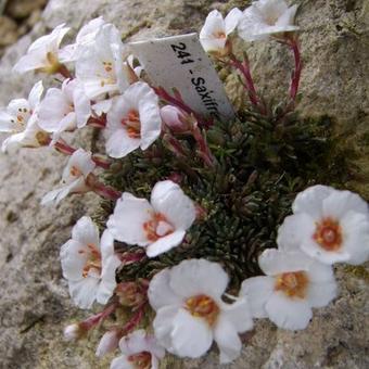 Saxifraga x megaseaeflora 'Roztyly'