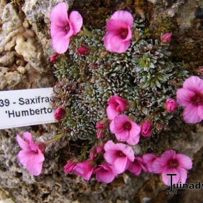 Saxifraga 'Humberto' - 