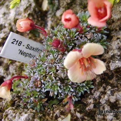 Saxifraga 'Neptun' - 