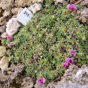 Saxifraga x proximae 'Kvety Coventry'