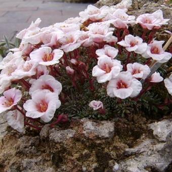 Saxifraga x megaseaeflora 'Emauzy'