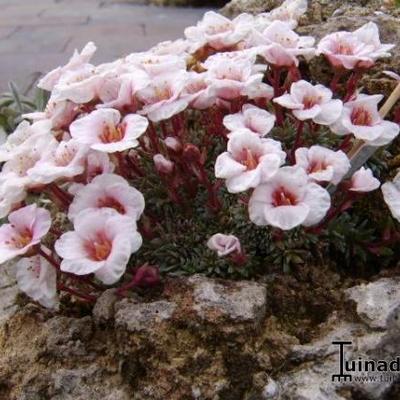 Saxifraga x megaseaeflora 'Emauzy' - 