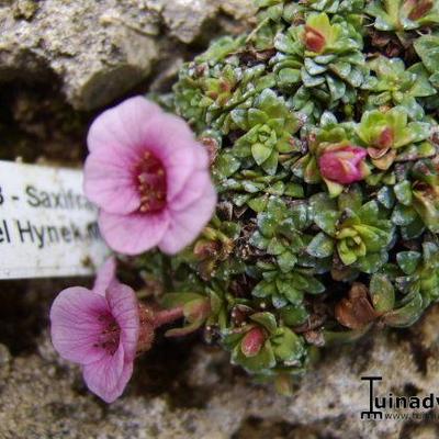 Saxifraga 'Karel Hynek Macha' - 